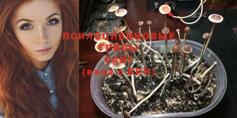 Псилоцибиновые грибы Magic Shrooms Ужур